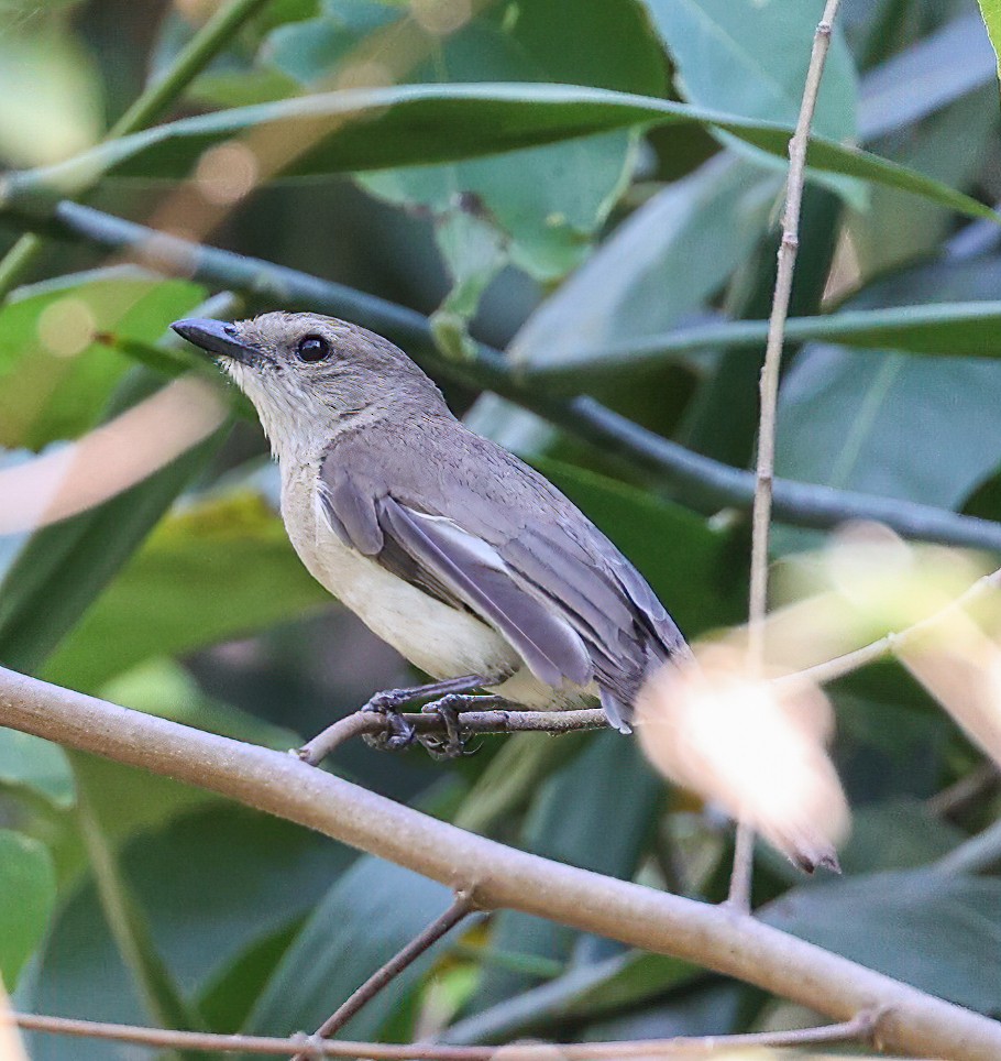 Silbador Simple - ML645719294