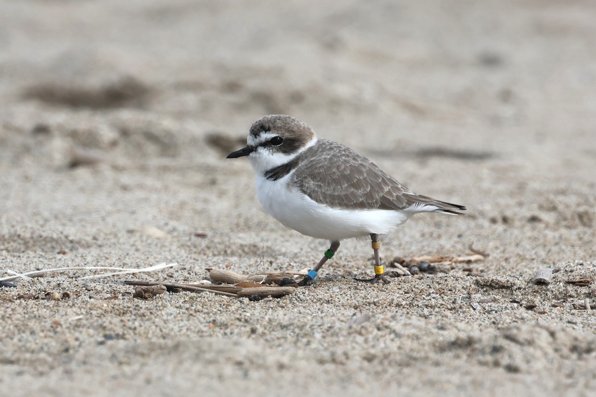 Snowy Plover - ML645719295