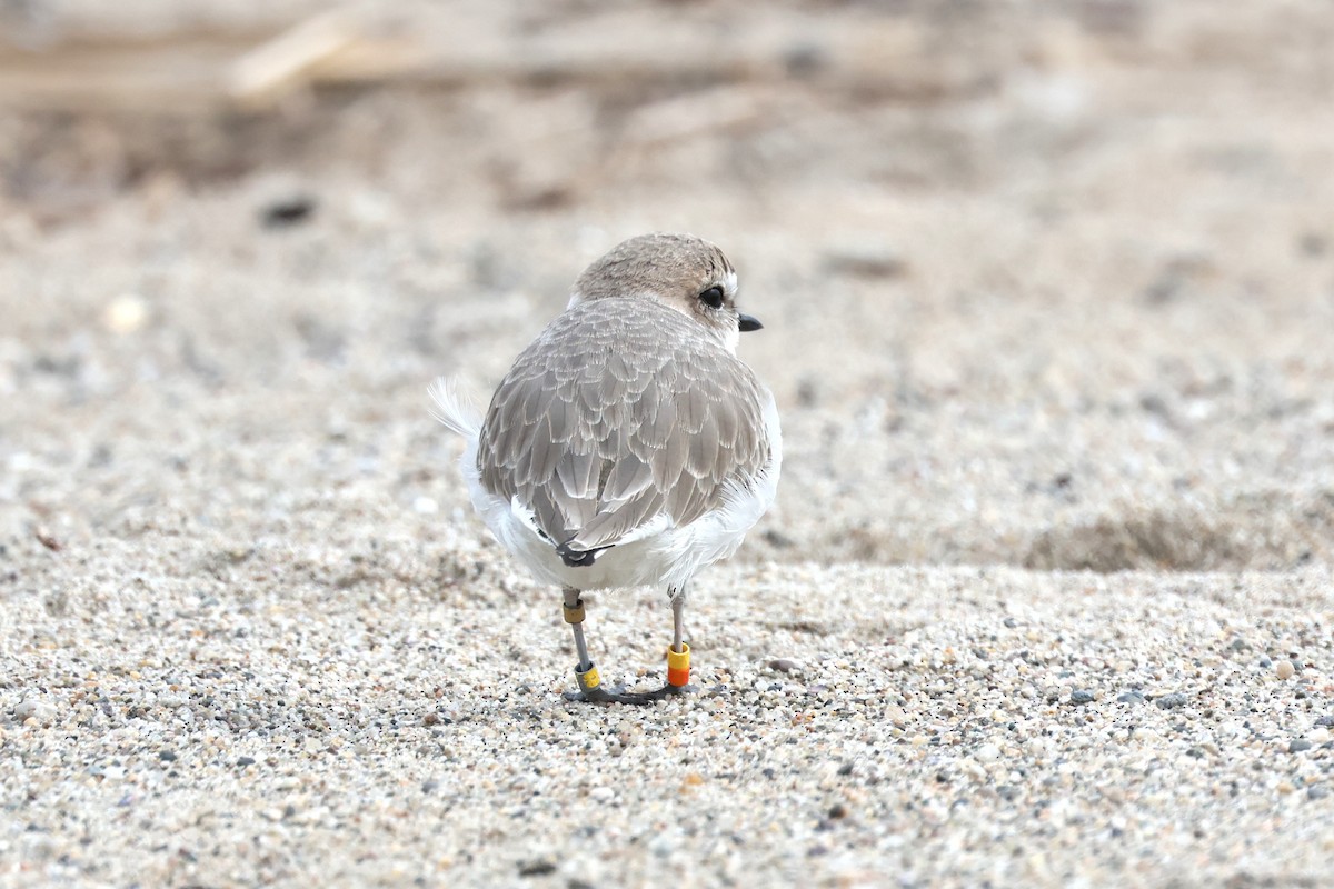 Snowy Plover - ML645719296
