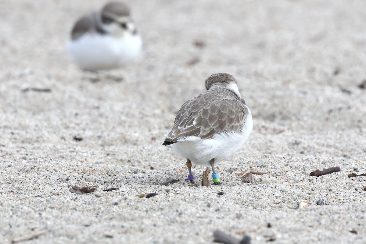 Snowy Plover - ML645719297