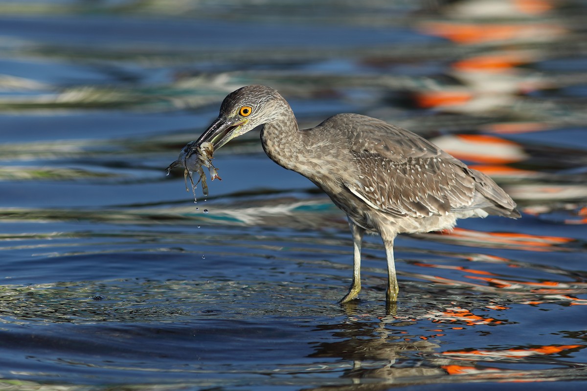 Sarı Tepeli Gece Balıkçılı - ML645719301