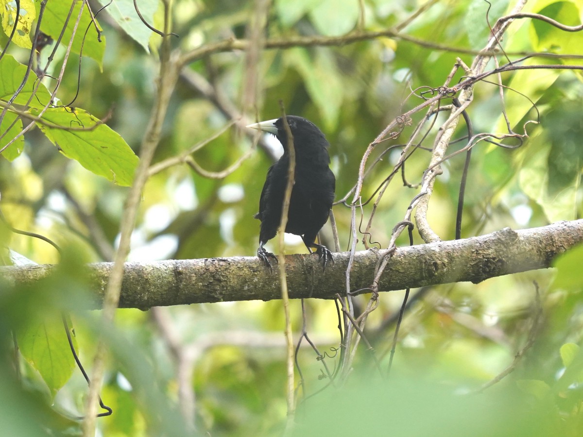 Solitary Black Cacique - ML645719302