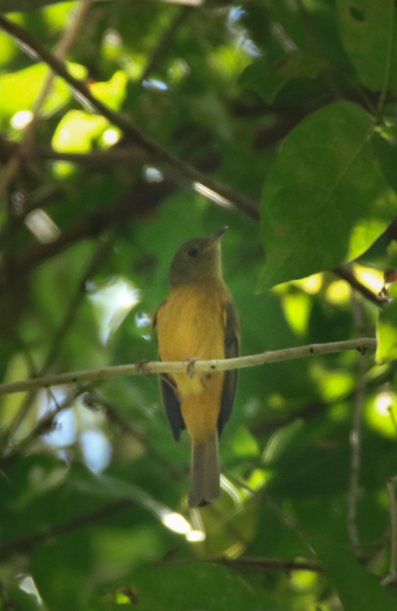 Ochre-bellied Flycatcher - ML645719304