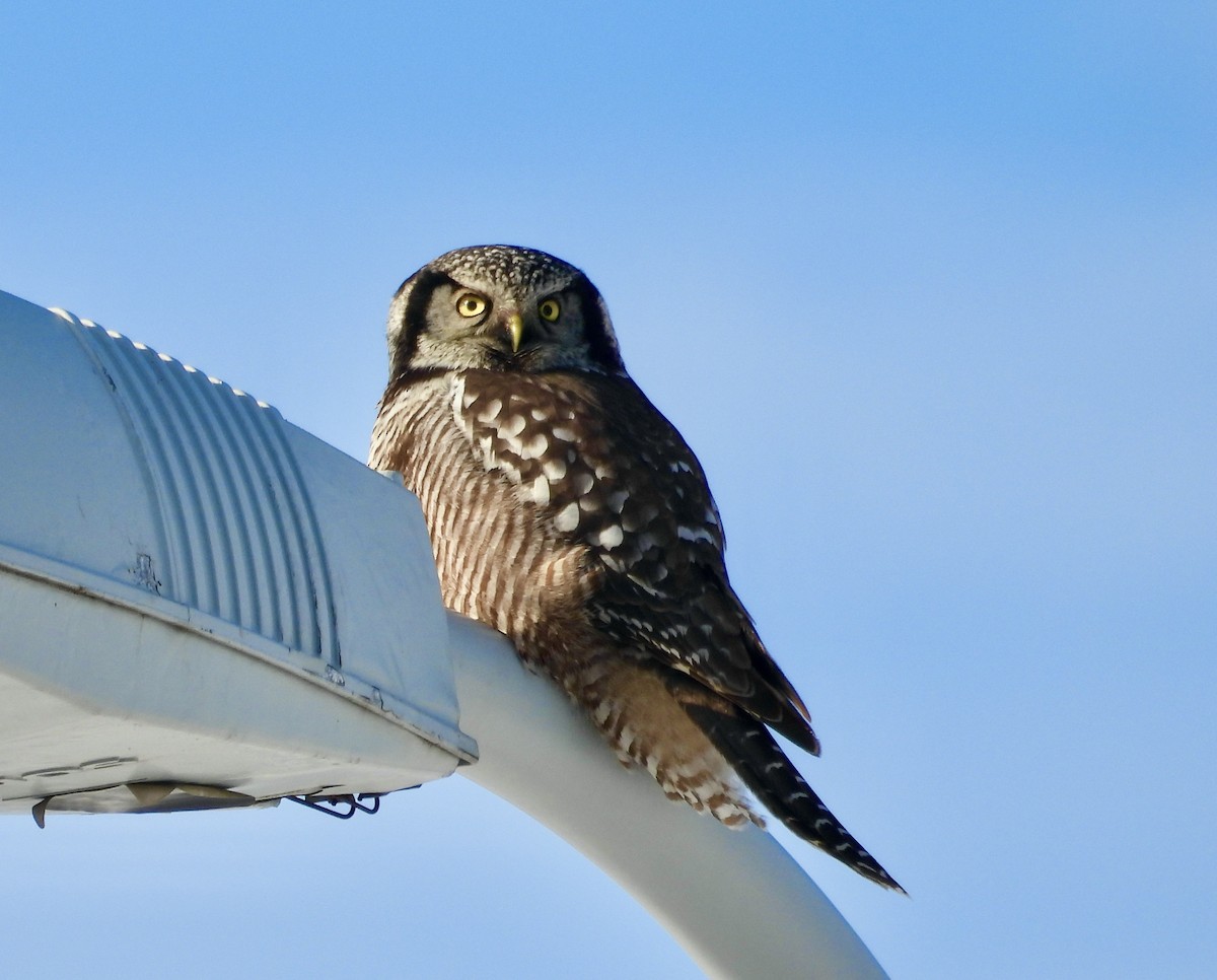 Northern Hawk Owl - ML645719308