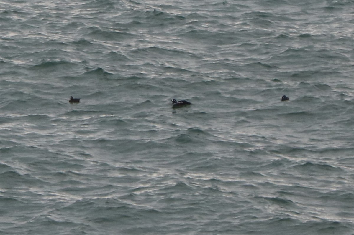 Harlequin Duck - ML645719309