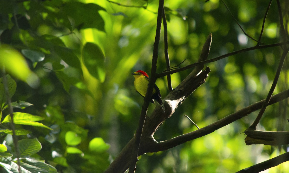 Wire-tailed Manakin - ML645719311