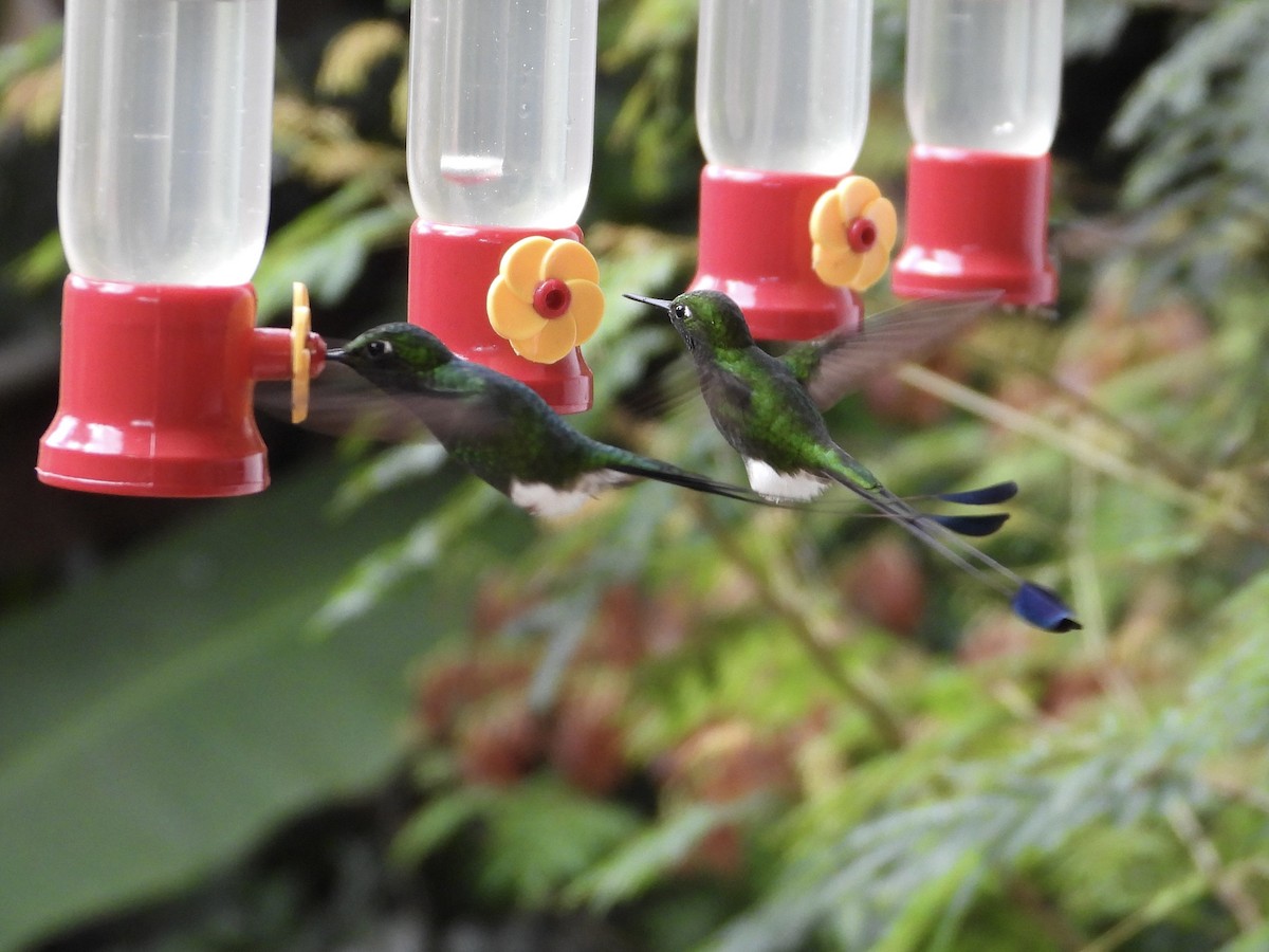 White-booted Racket-tail - ML645719323