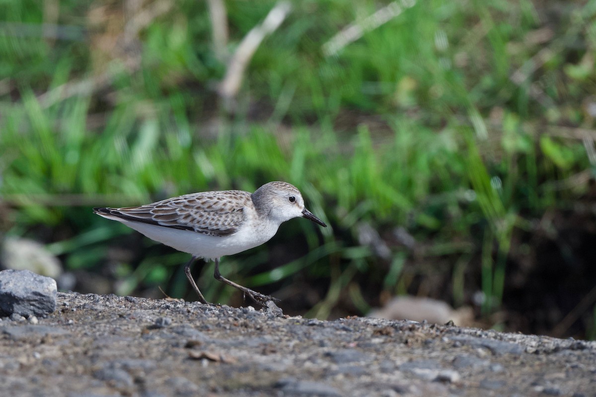חופית אמריקנית - ML645719324