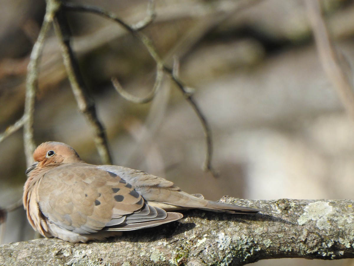 Mourning Dove - ML645719326