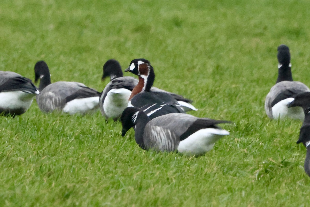 Red-breasted Goose - ML645719329