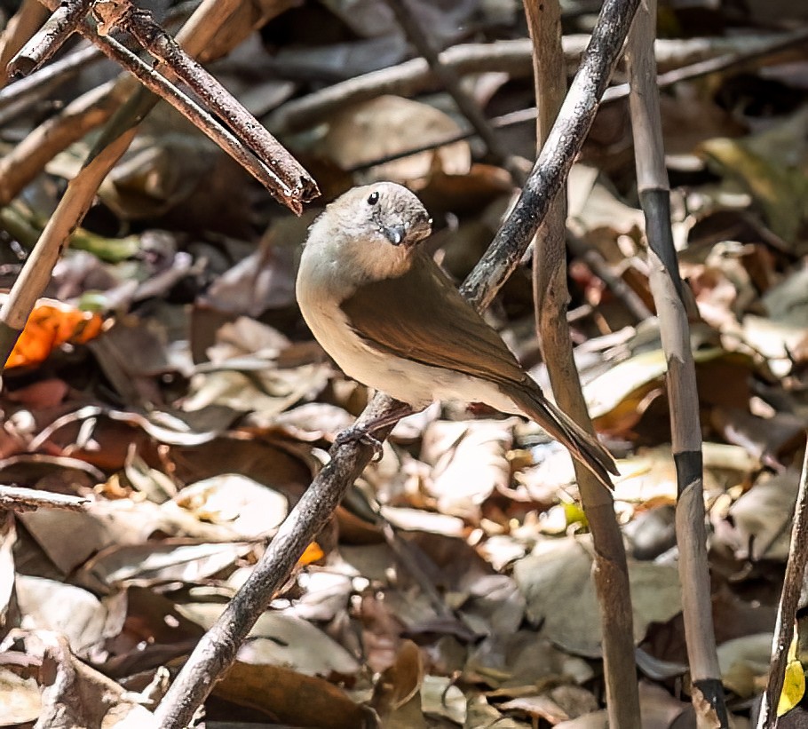 Silbador Simple - ML645719337