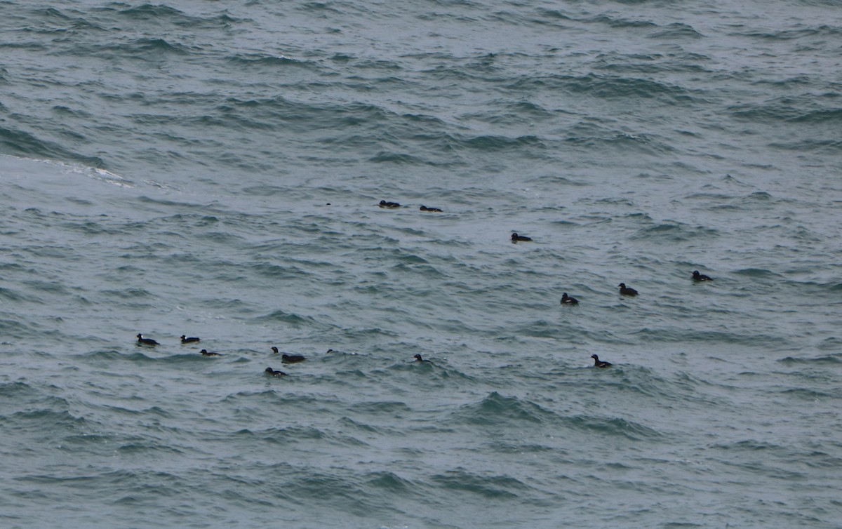 Surf Scoter - ML645719340