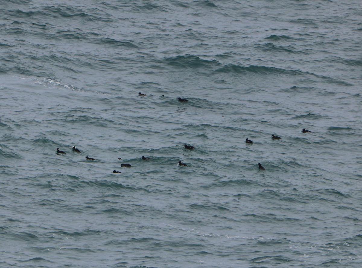 Surf Scoter - ML645719341