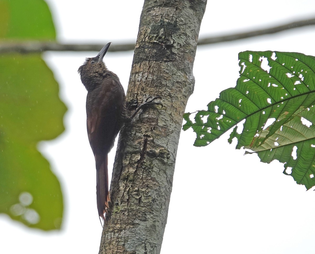 Northern Barred-Woodcreeper - ML645719343