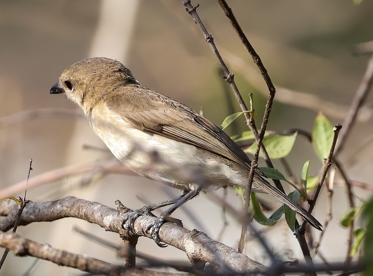 Silbador Simple - ML645719344