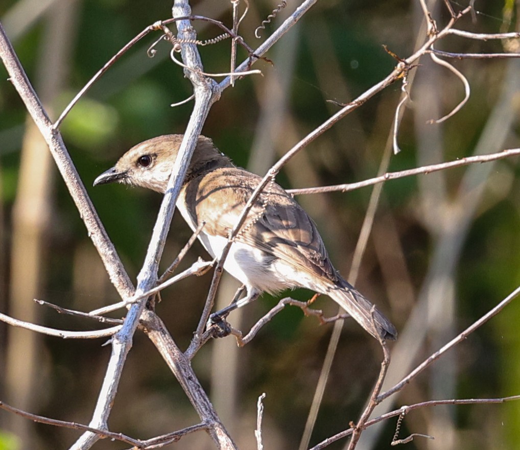 Silbador Simple - ML645719345