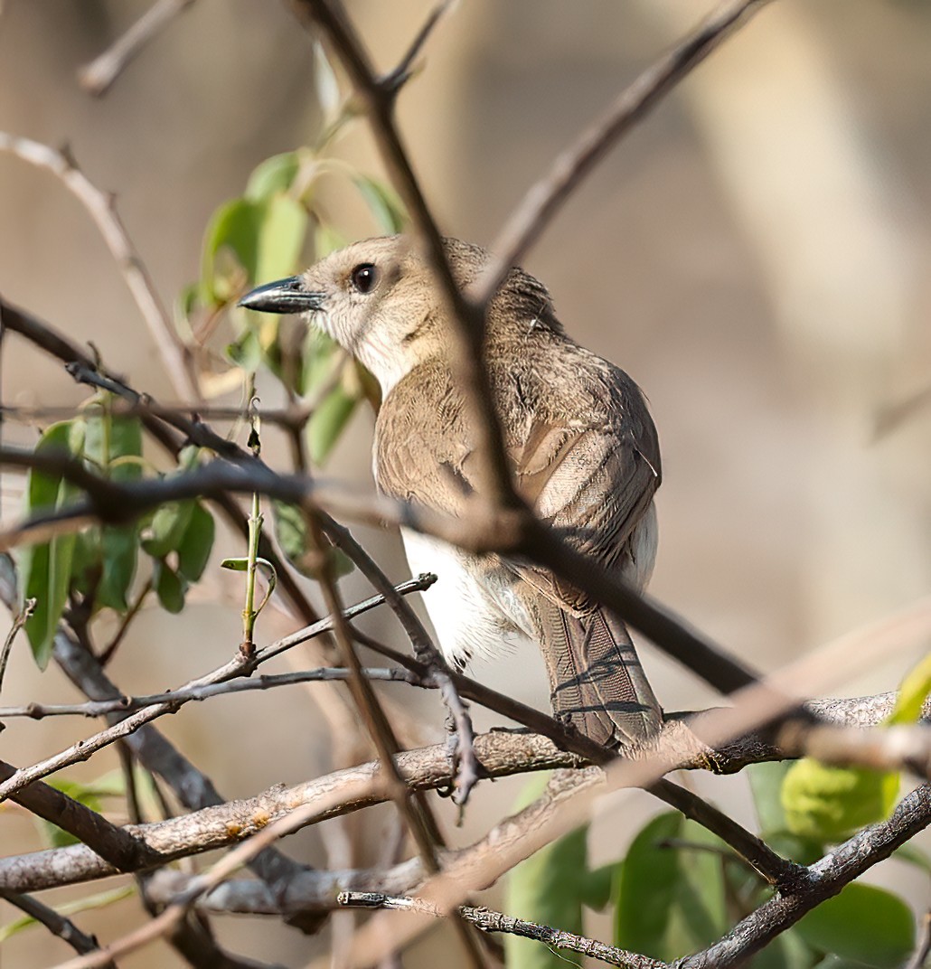 Silbador Simple - ML645719346