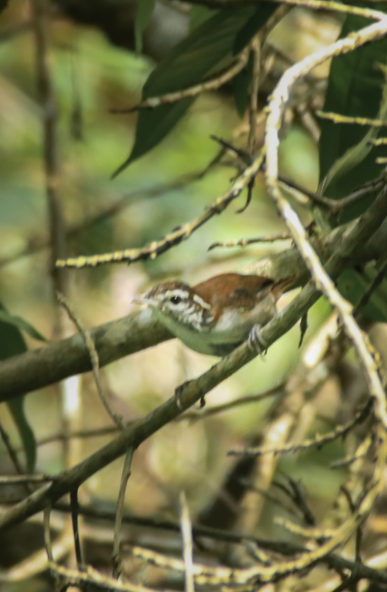 Rufous-and-white Wren - ML645719352
