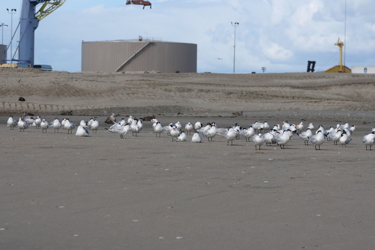 Royal Tern - ML645719369