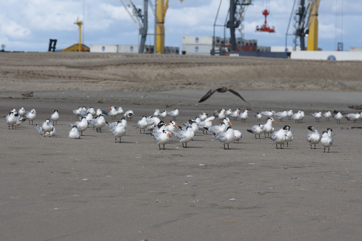 Royal Tern - ML645719370