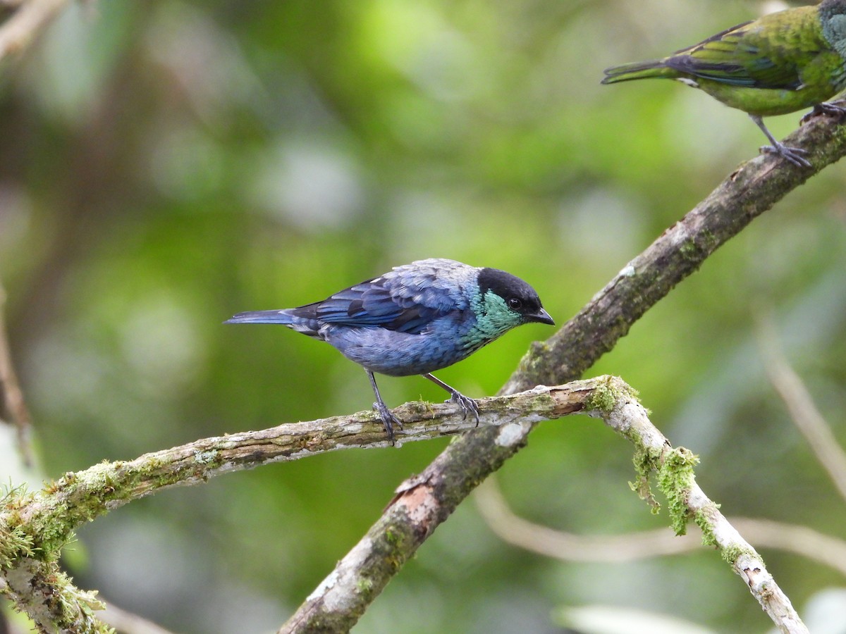 Black-capped Tanager - ML645719371
