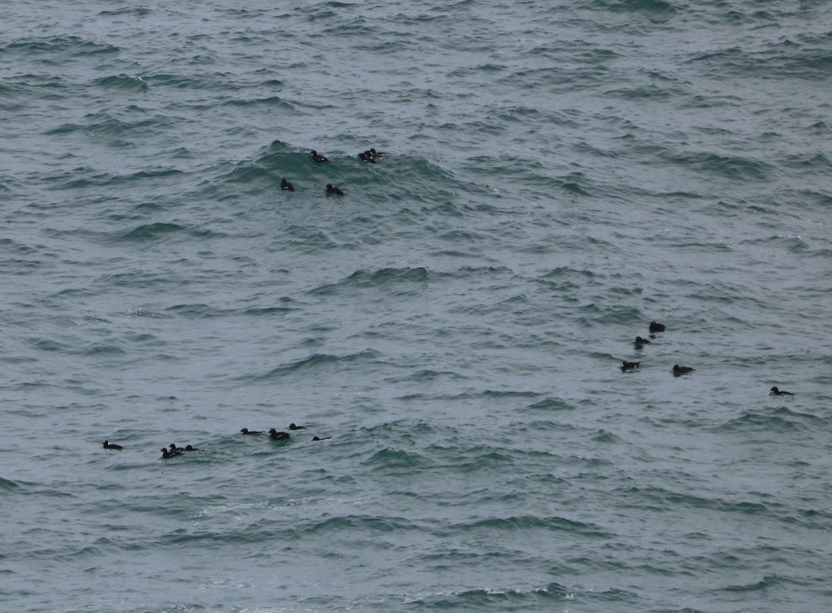 White-winged Scoter - ML645719372