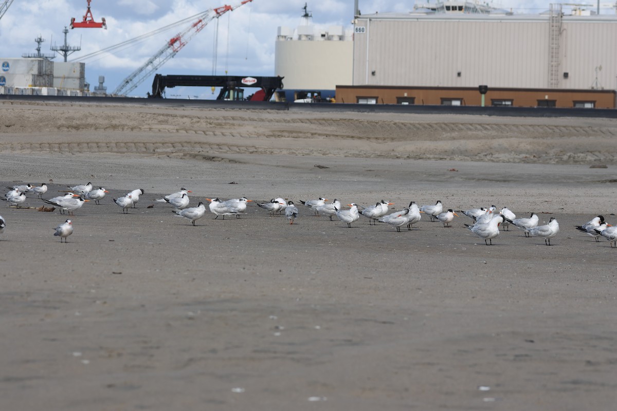 Royal Tern - ML645719374