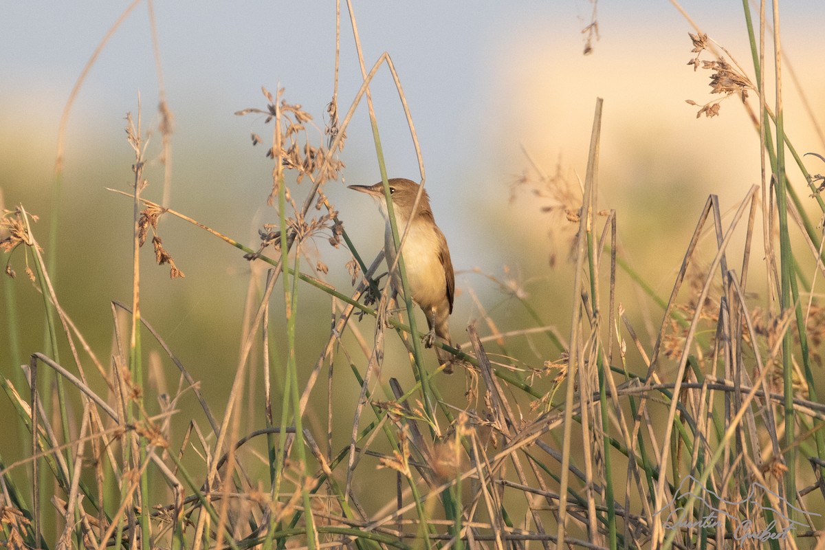 Lezkari zalapartaria - ML645719375