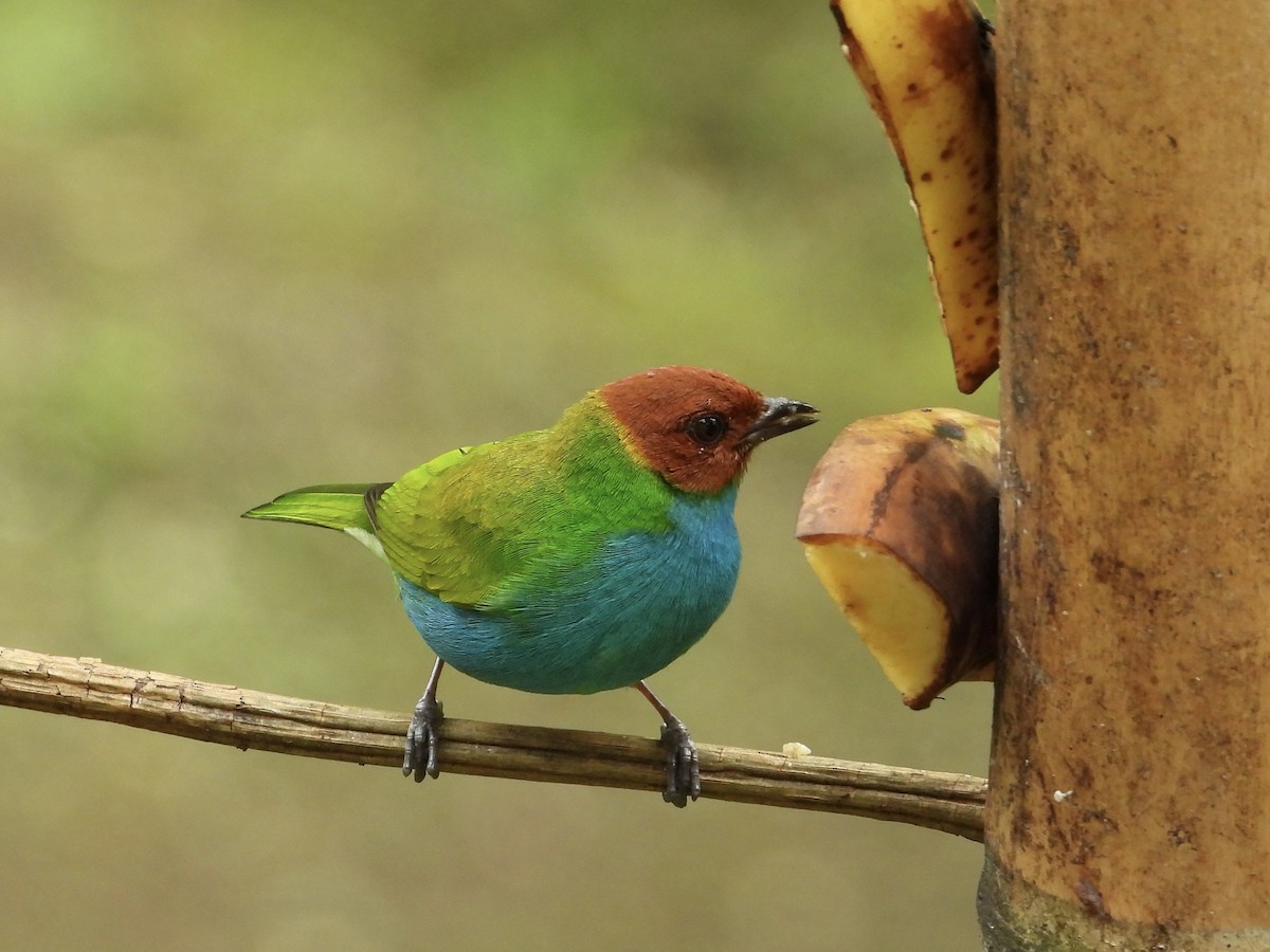 Tangara Cabecibaya (Pechiazul) - ML645719380