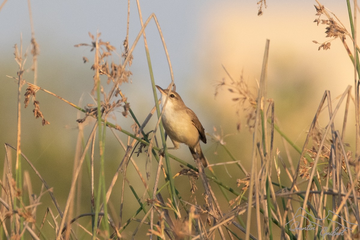 Lezkari zalapartaria - ML645719383