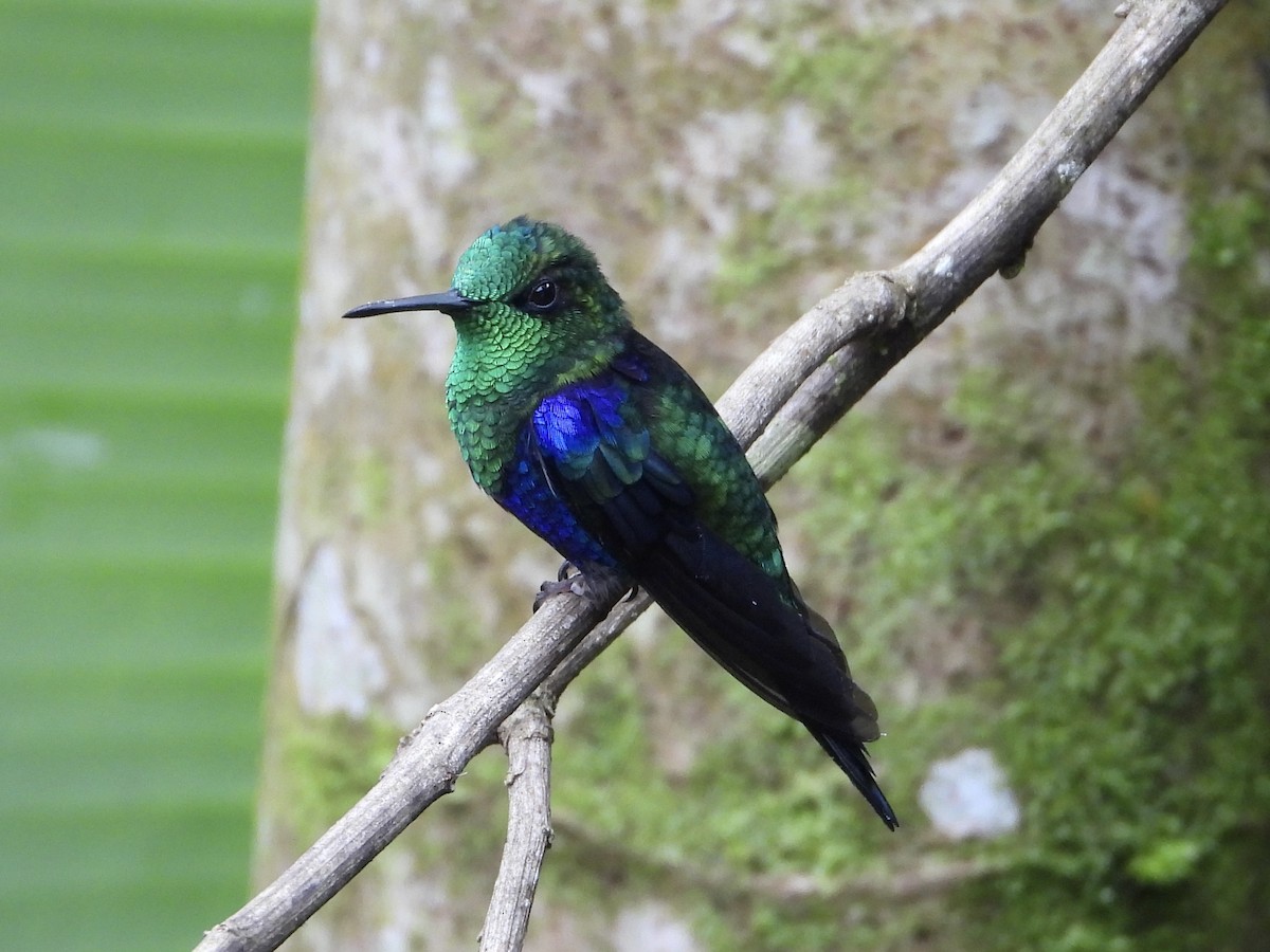 Crowned Woodnymph (Green-crowned) - ML645719393