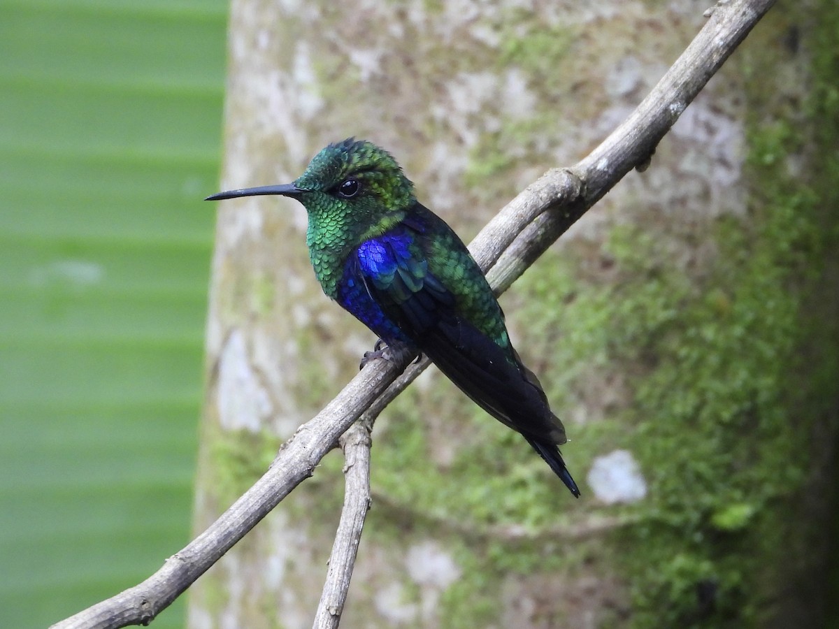 Crowned Woodnymph (Green-crowned) - ML645719394