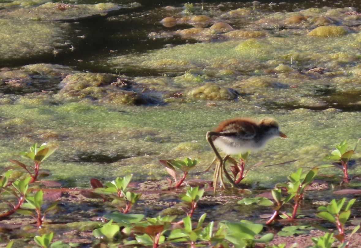 Northern Jacana - ML645719398