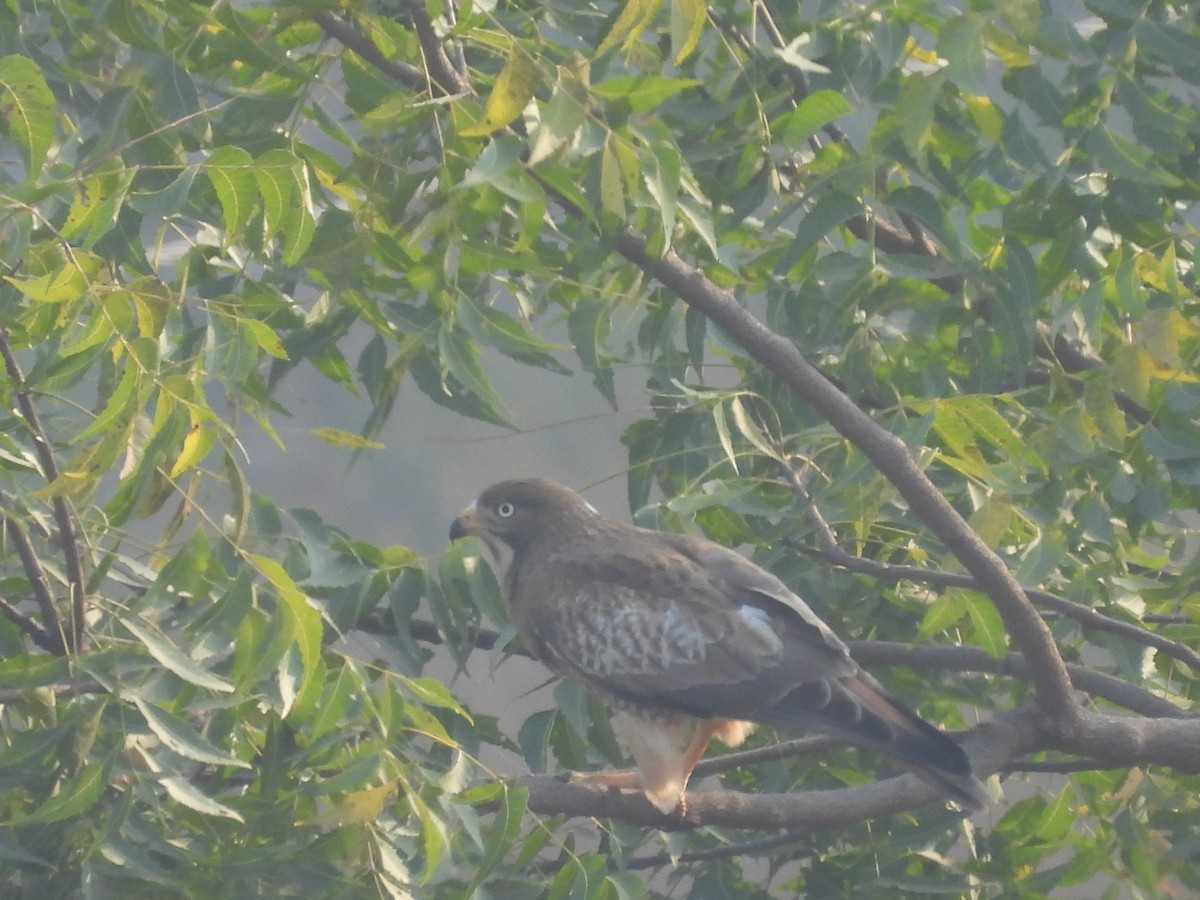 White-eyed Buzzard - ML645719401