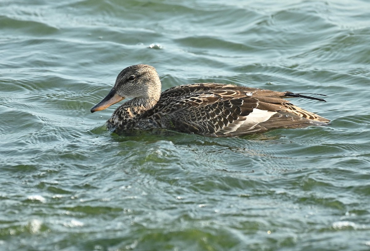 Canapiglia - ML645719409