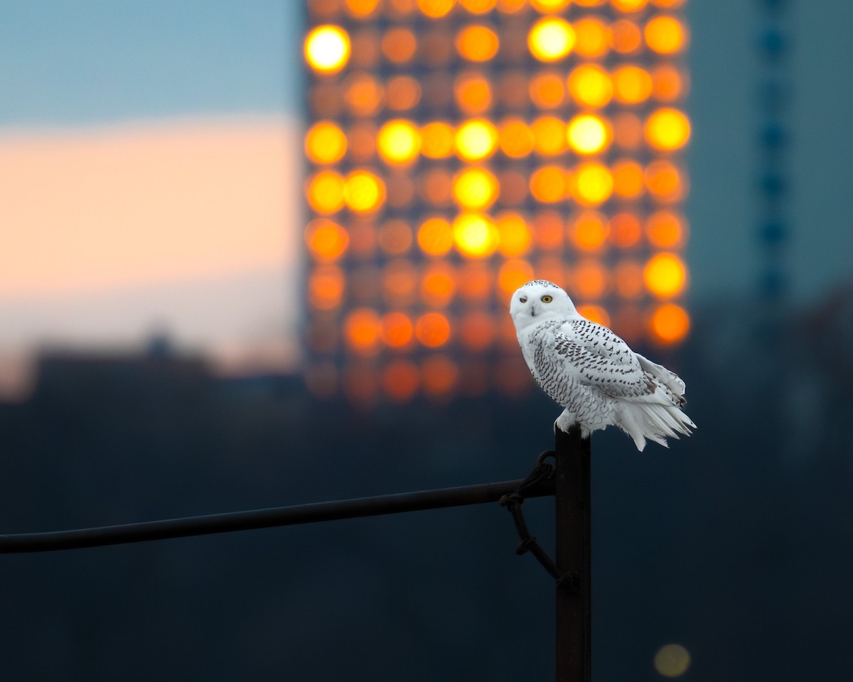 Snowy Owl - ML645719412