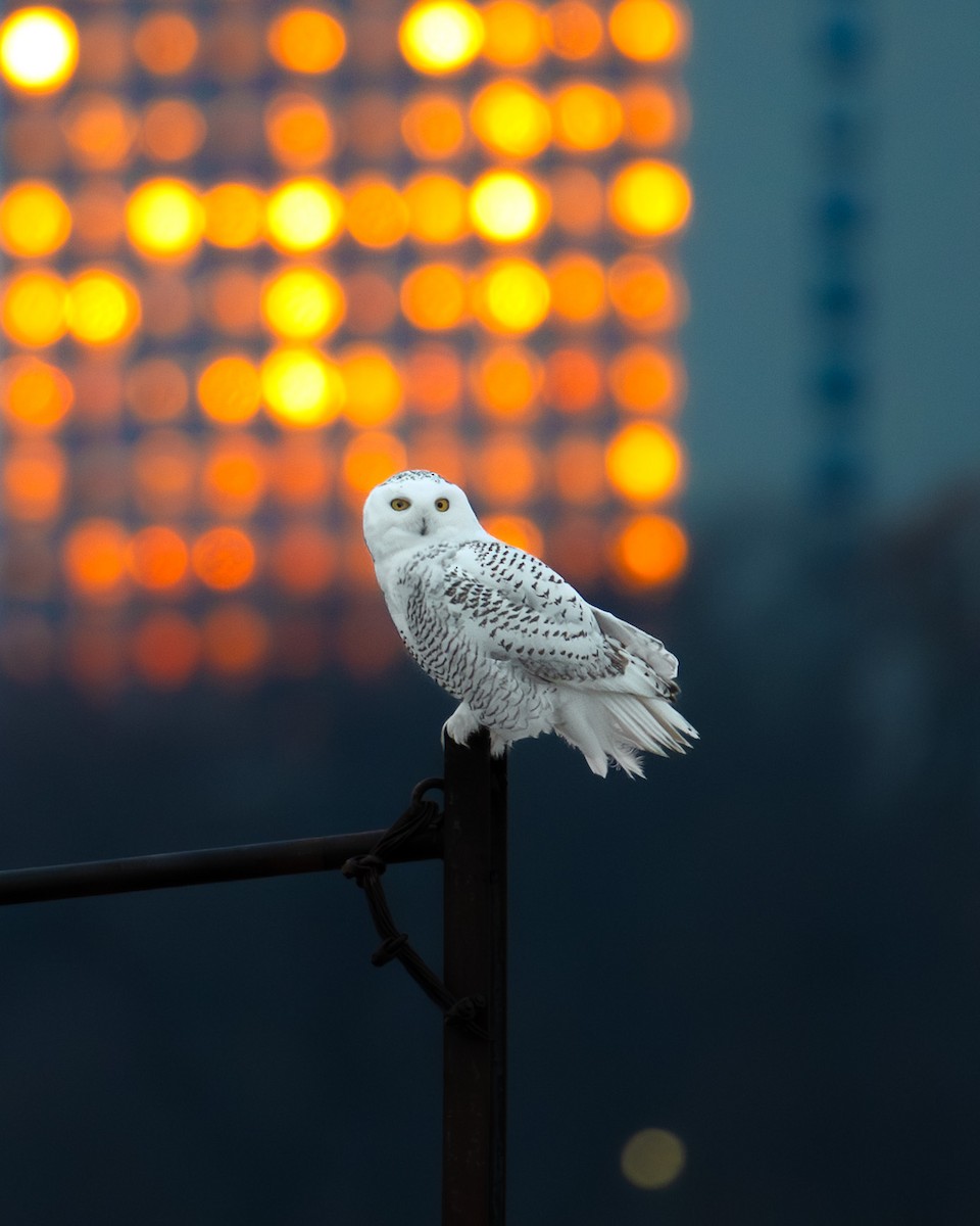 Snowy Owl - ML645719414