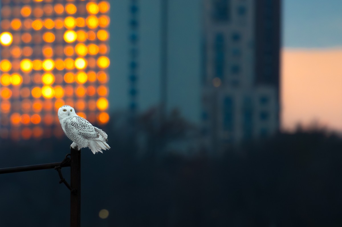 Snowy Owl - ML645719431