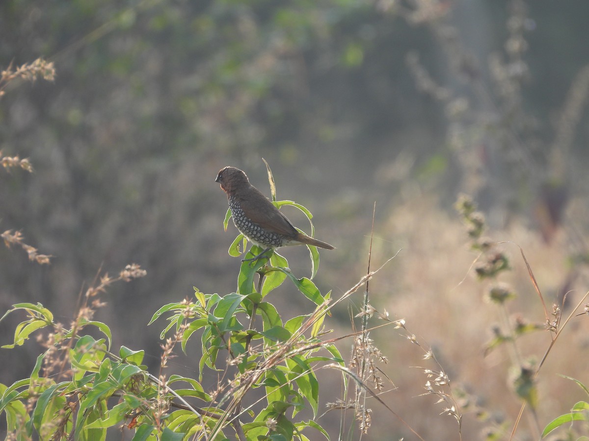Scaly-breasted Munia - ML645719435