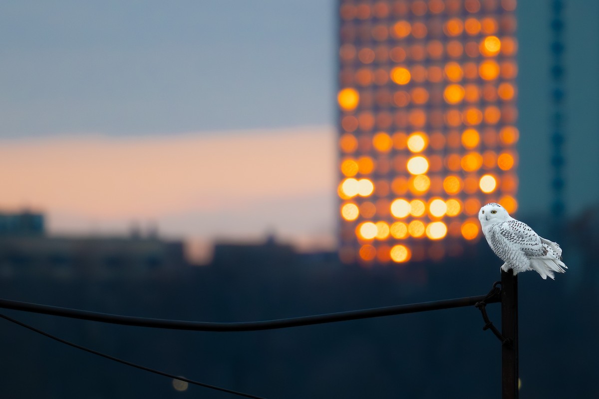 Snowy Owl - ML645719436