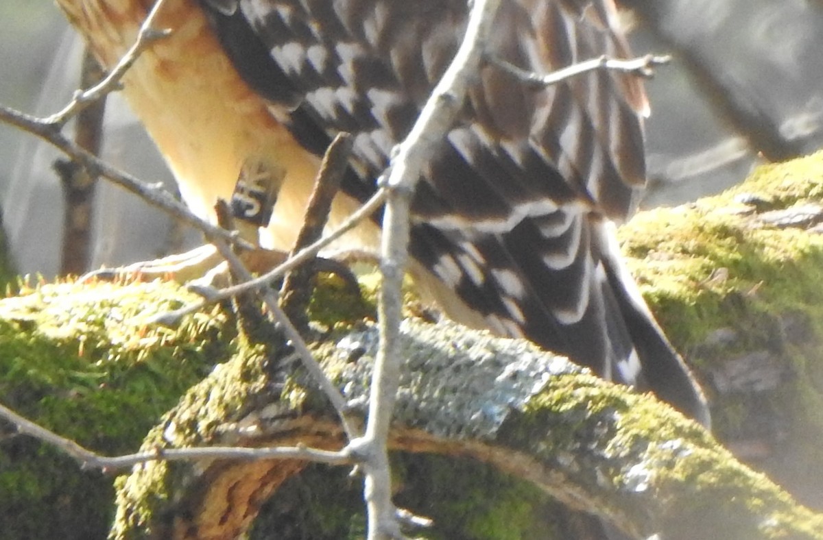 Red-shouldered Hawk - ML645719437
