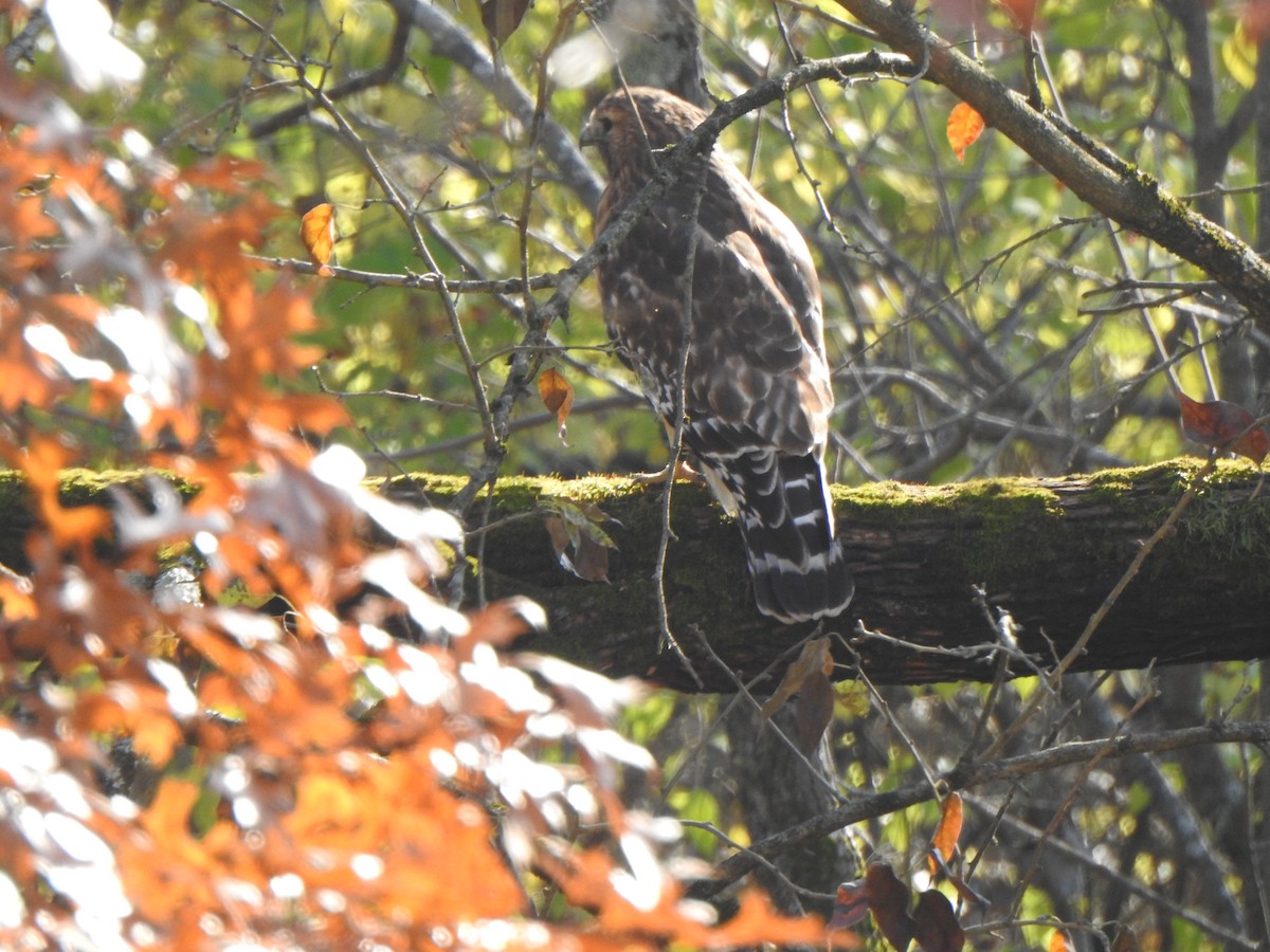 Red-shouldered Hawk - ML645719440