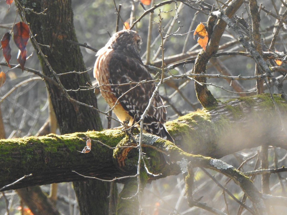 Red-shouldered Hawk - ML645719441