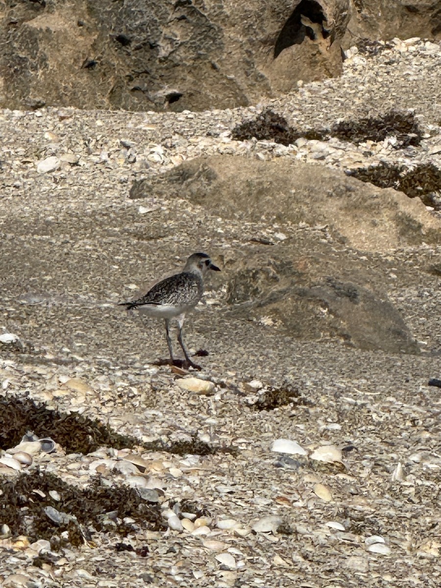 Chorlito Gris - ML645719442