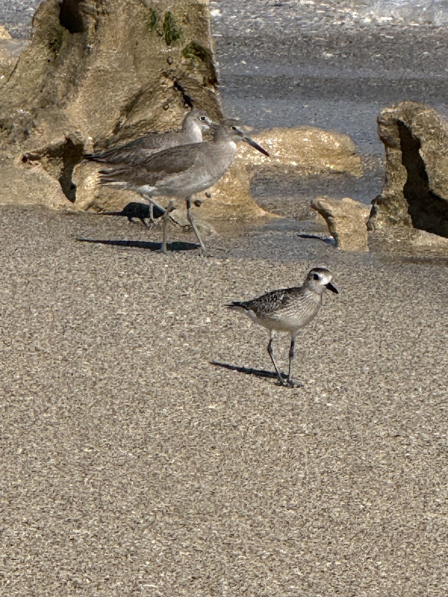 Chorlito Gris - ML645719443