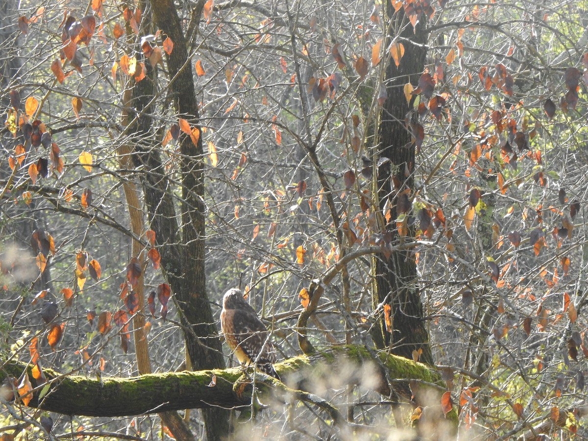 Red-shouldered Hawk - ML645719444