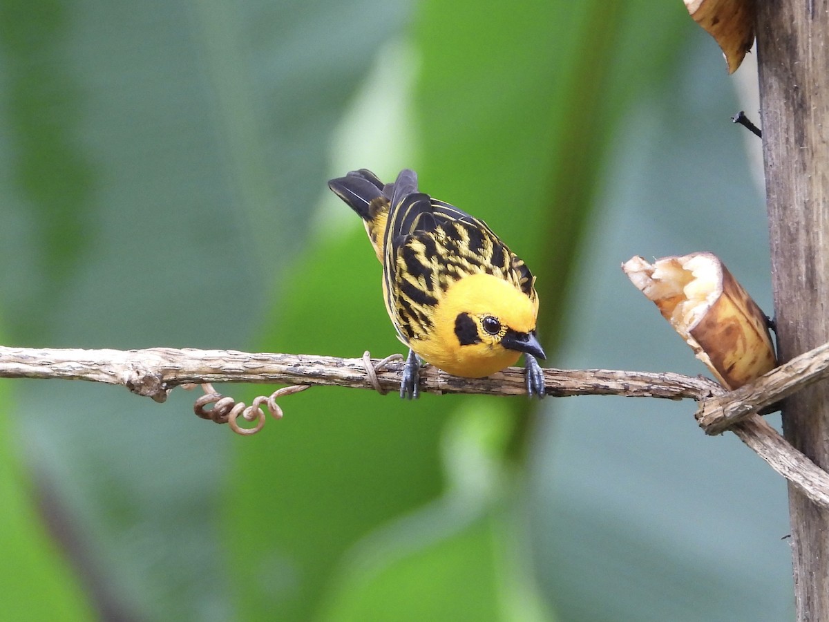 Golden Tanager (aurulenta Group) - ML645719445