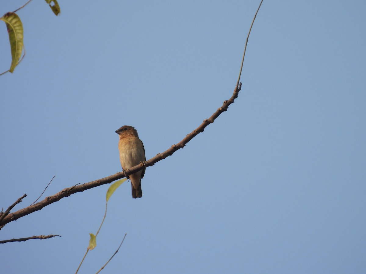 Scaly-breasted Munia - ML645719451