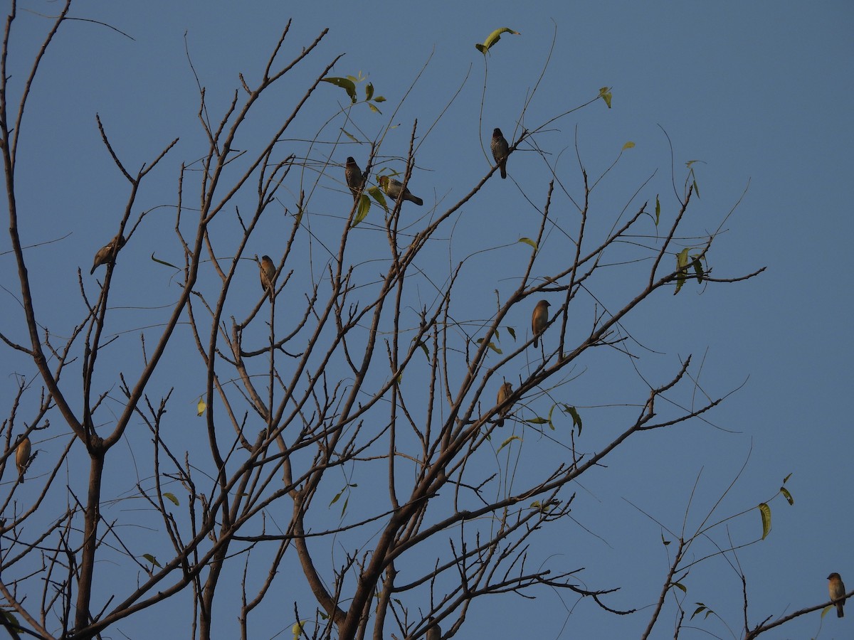 Scaly-breasted Munia - ML645719452