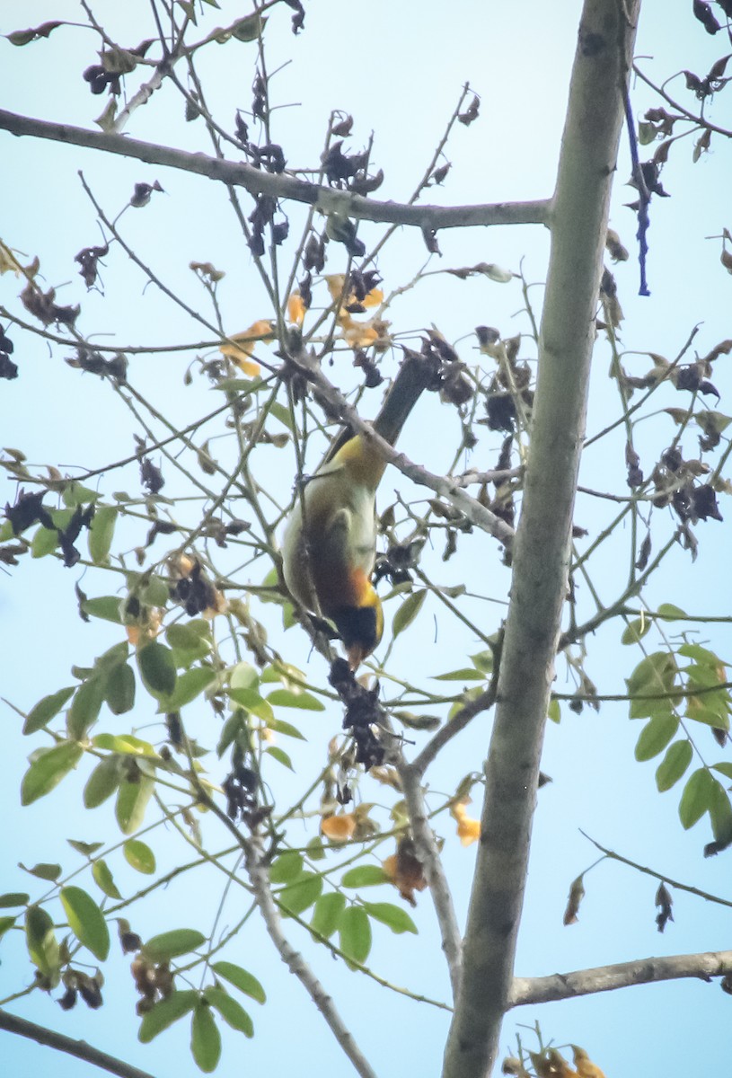 Guira Tanager - ML645719453